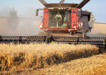 Минсельхоз сохраняет прогноз по зерну на 2025 год несмотря на погодные трудности