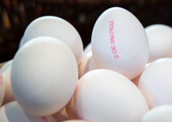 Своих не хватает: США впервые за 30 лет купили российские яйца