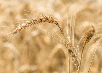 Южная Корея в четыре раза увеличила закупки российской пшеницы
