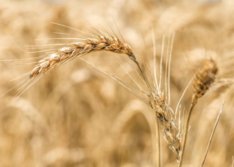 Южная Корея в четыре раза увеличила закупки российской пшеницы