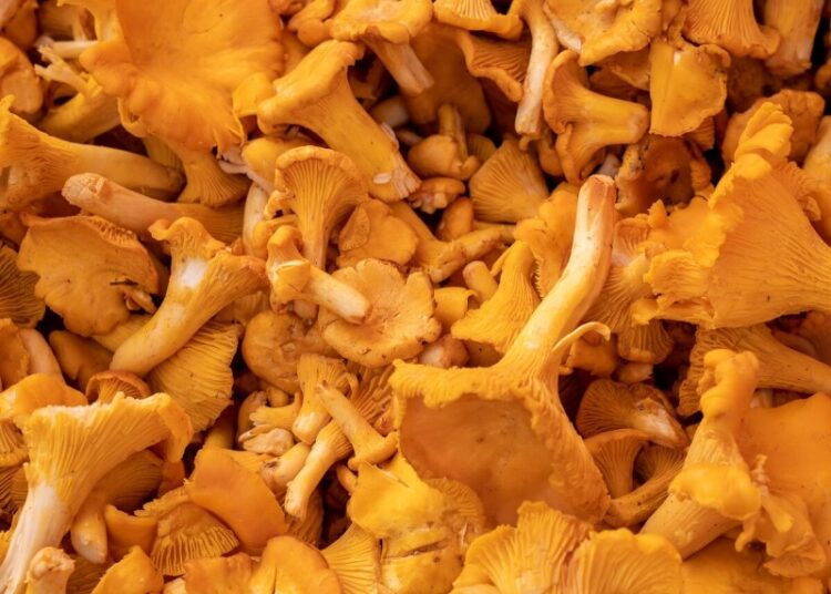 ЕС резко увеличил импорт российских лисичек