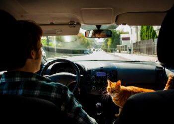 Россиян предупредили о штрафах за кота в машине