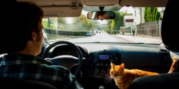 Россиян предупредили о штрафах за кота в машине