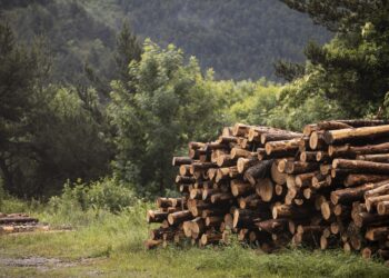 Россиянам объяснили, от чего зависит штраф за вырубку деревьев