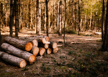 Финляндия лишается домов и предприятий без русского леса