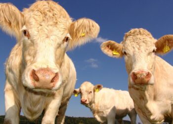 Говядина во всем мире подорожала до исторического максимума