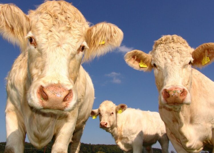 Говядина во всем мире подорожала до исторического максимума