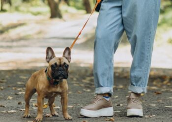 В России впервые в истории выписали штраф за нужду собаки ее хозяйке
